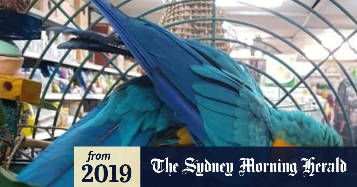 Generous reward offered for safe return of rare bird stolen from Perth pet store